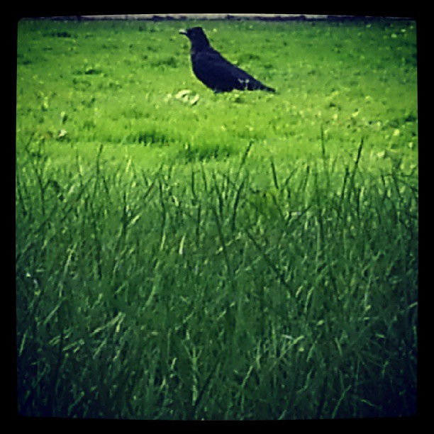 Raven....