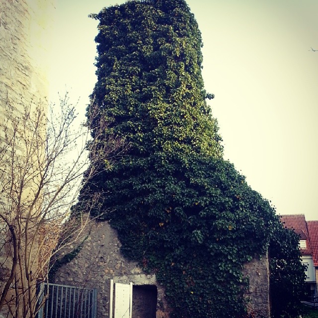 Burgruine Hofen